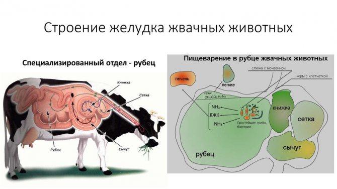 строение желудка