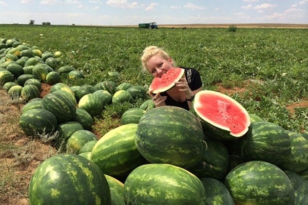 рассады в теплице