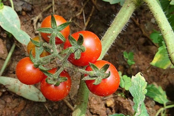 пересадки растений