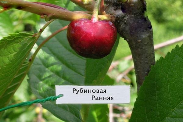 Рубиновая ранняя