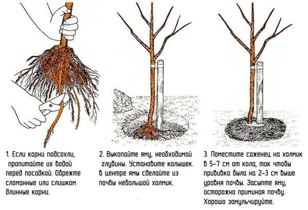 схема посадки