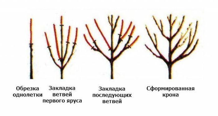 формирование черешни