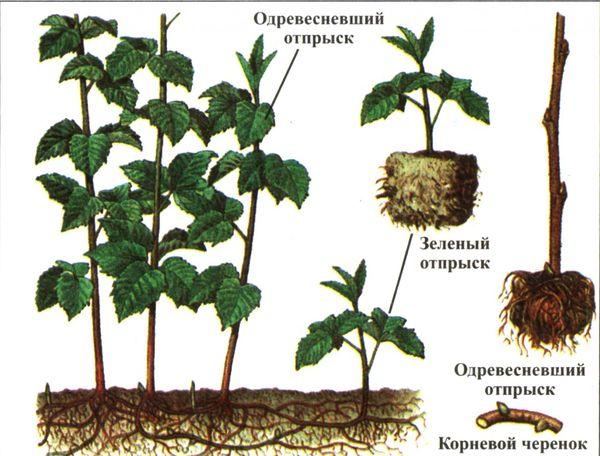 отводки малины