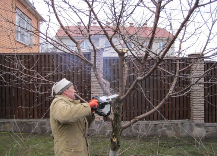 обрезка сливы