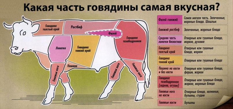 части тела коровы