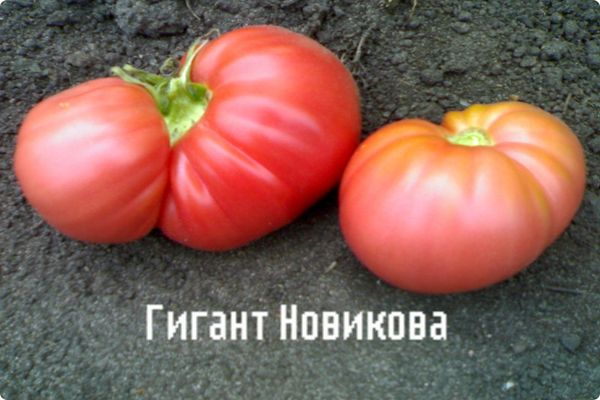 гигант новикова