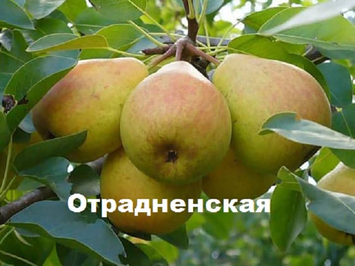 груша Отрадненская