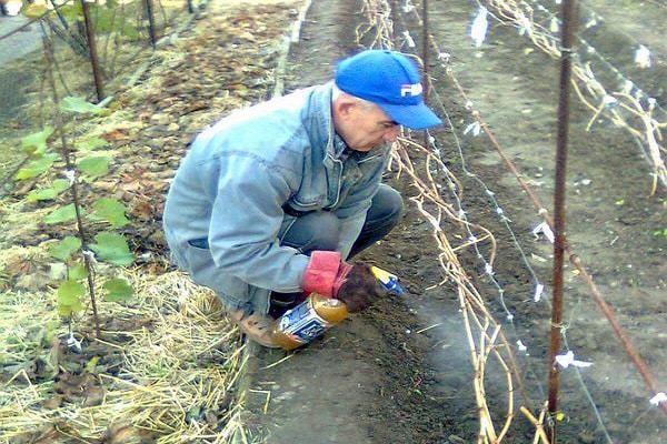 лечения винограда