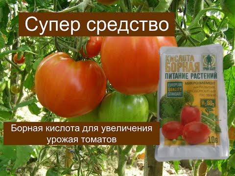 борная кислота для томатов