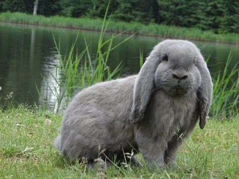 кролик французский баран