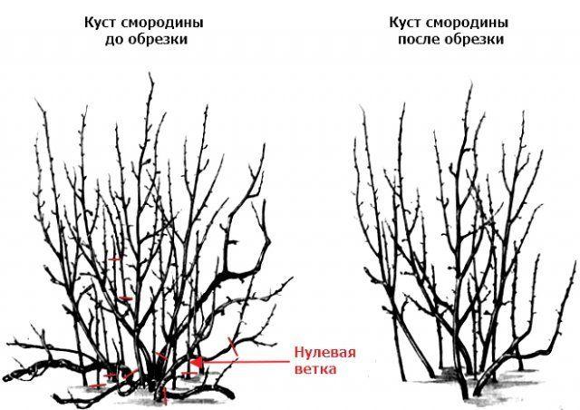 обрезка смородины