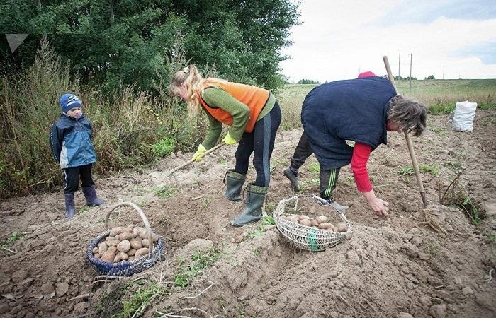 работа на участке 