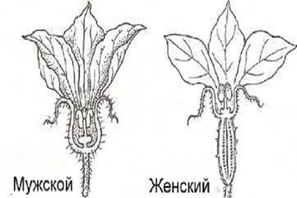 мужские и женские