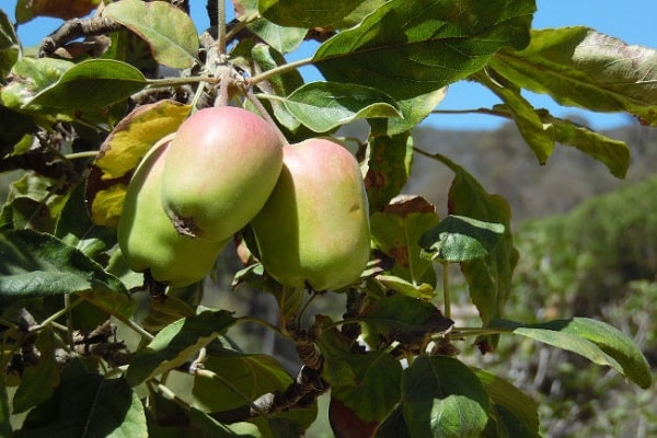 развития культуры