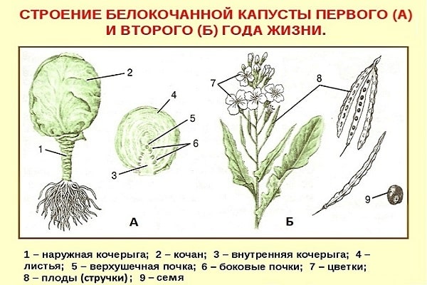 полное строение 