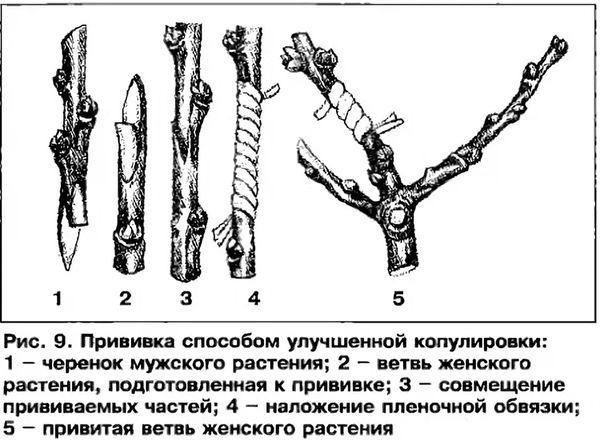 схема прививки