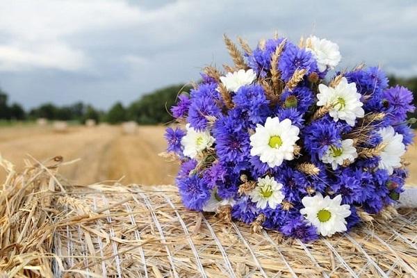 букет васильков 