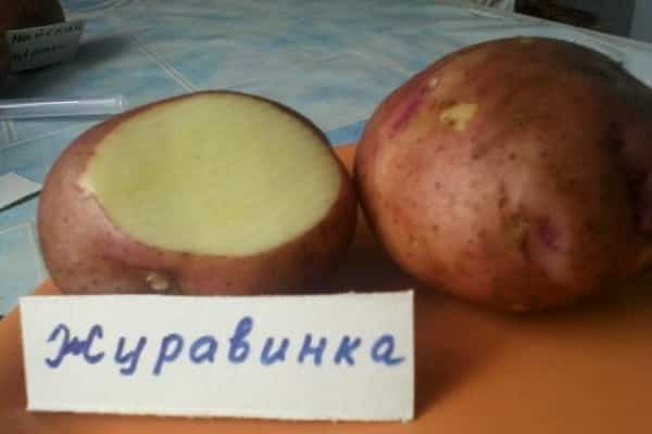 картофель Журавинка