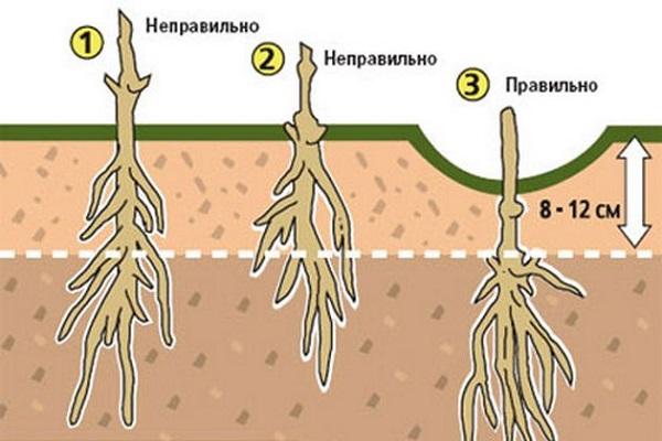 особенности посадки