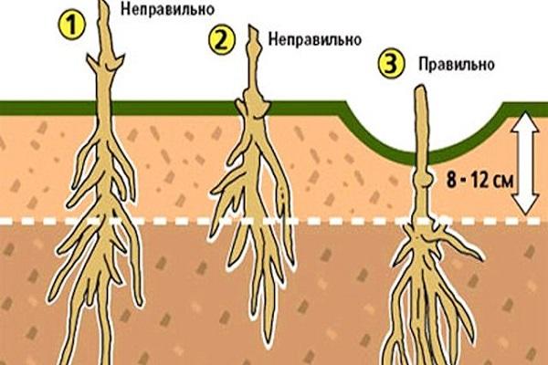 схема посадки 