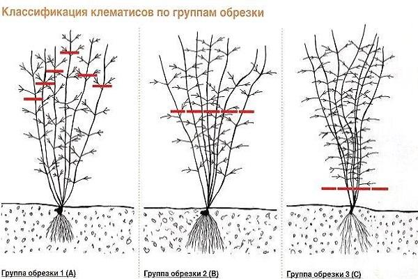 группа обрезки 