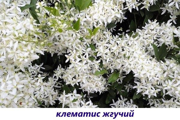 клематис жгучий