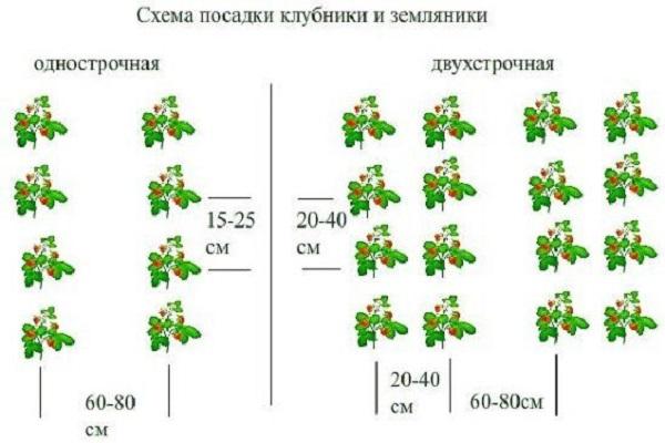 посадочные схемы 