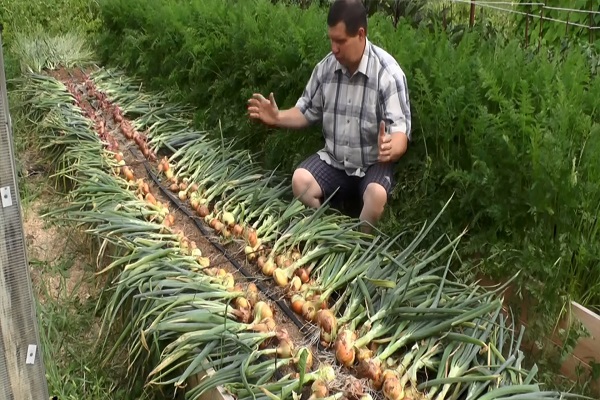 половины перьев