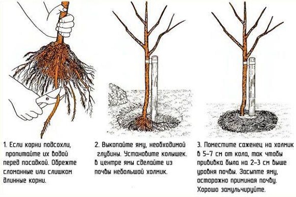 советами профессионалов