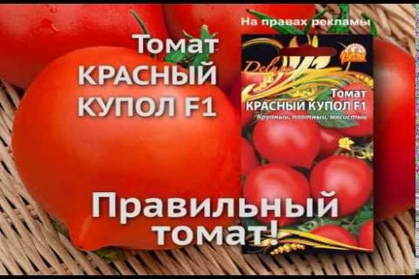 Описание сорта томата Красный купол, его характеристика и урожайность