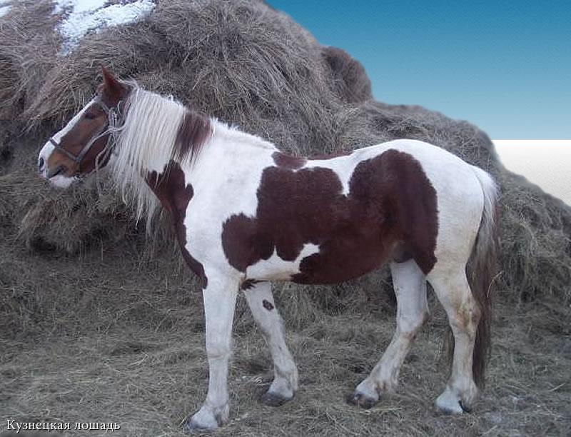 породы лошадей Кузнецкая