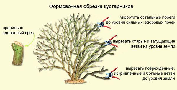 Обрезка лапчатки