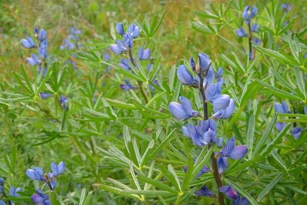 узколистный Lupinus