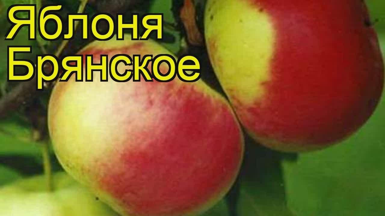 яблоня брянское