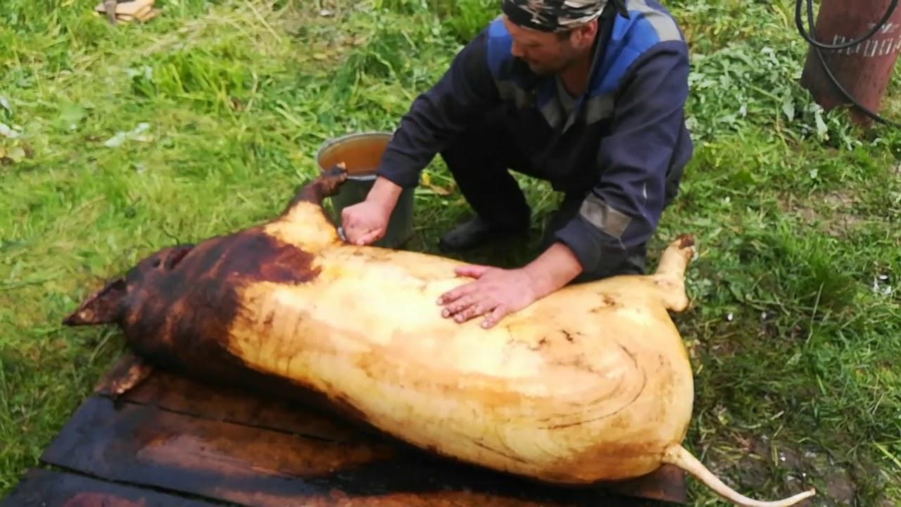 парализатор для свиней