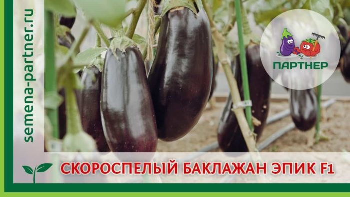 Описание сорта баклажана Эпик, особенности выращивания и ухода