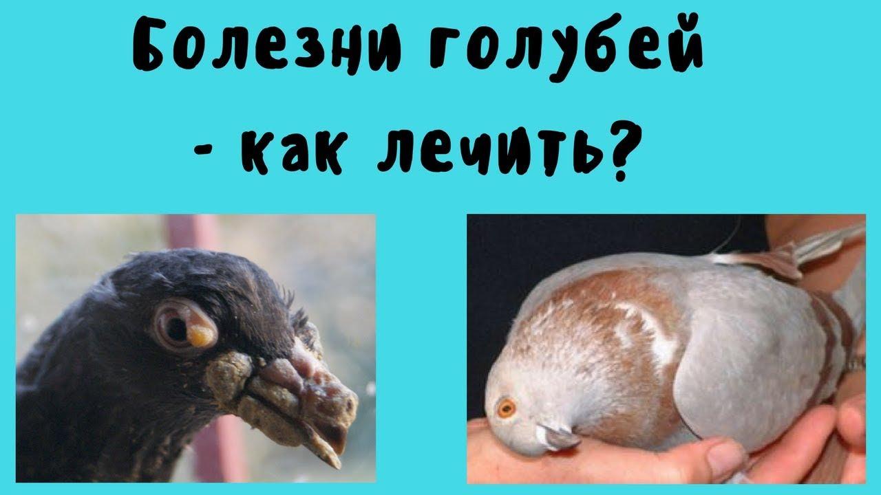 болезни голубей