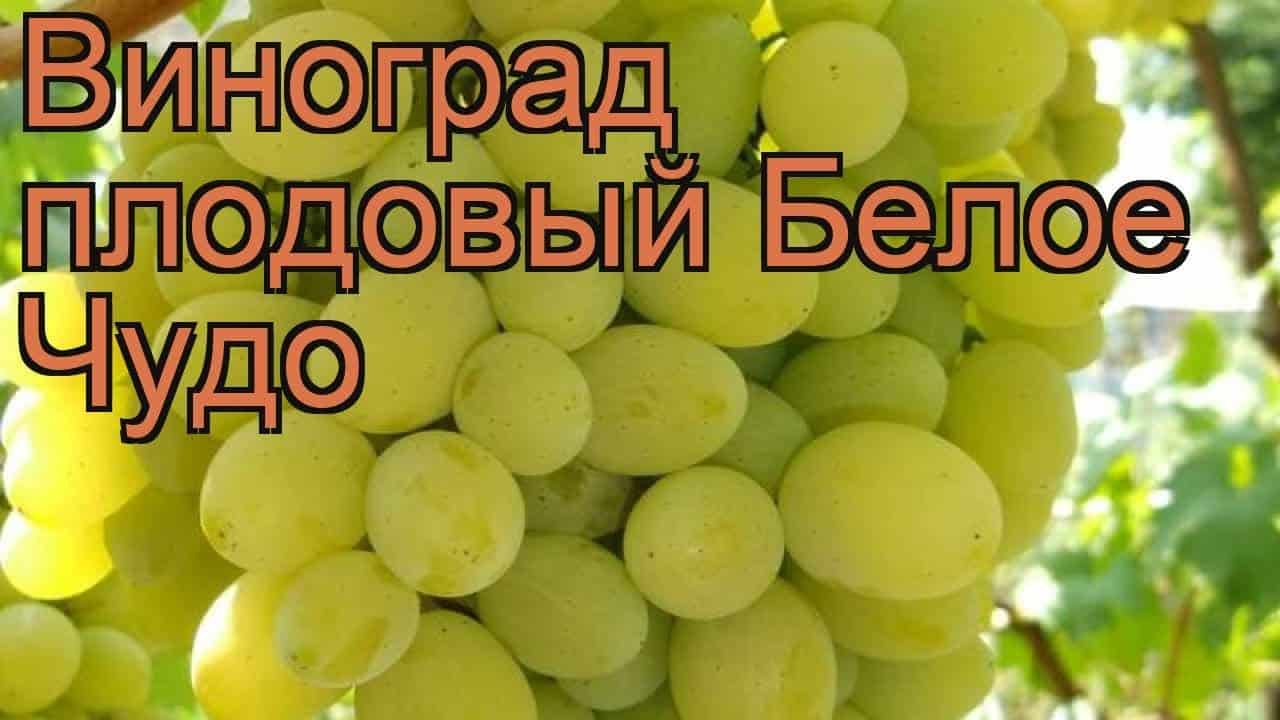 виноград белое чудо