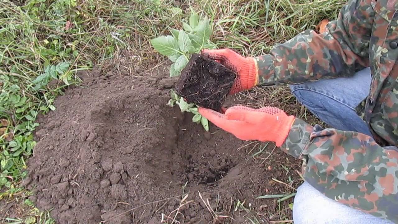 посадка куста