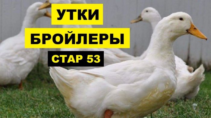 Описание уток породы Стар-53, их выращивание и кормление в домашних условиях