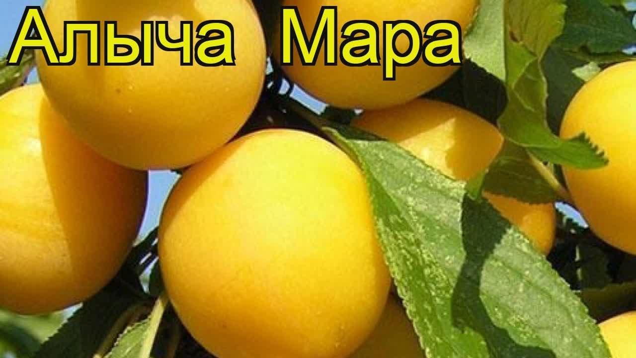 алыча мара