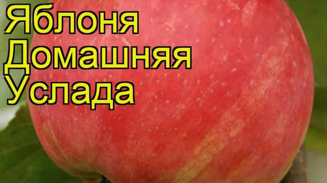 яблоня услада