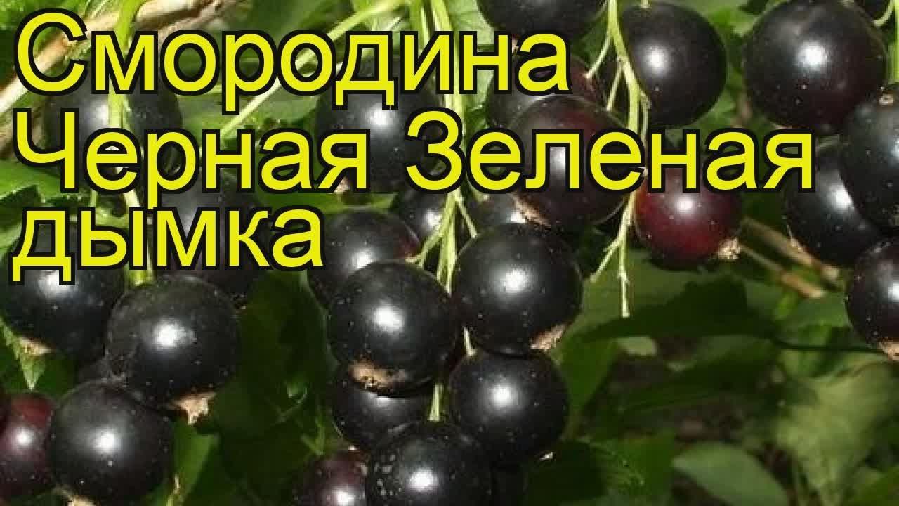 смородина зеленая дымка