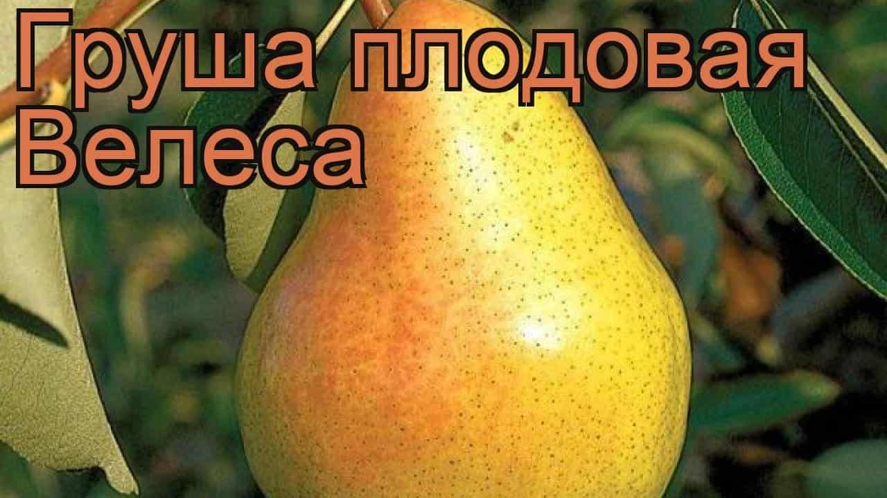 груша велеса