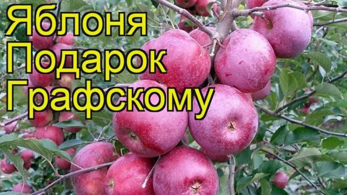 Описание и характеристики яблони сорта Подарок Графскому, правила посадки и ухода