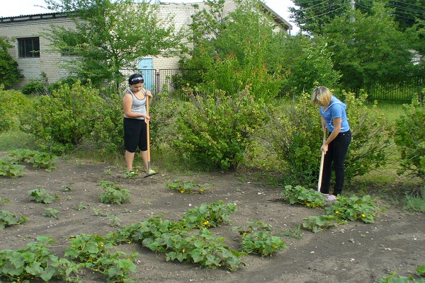 прополка огурцов 