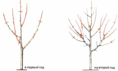 обрезка абрикосы