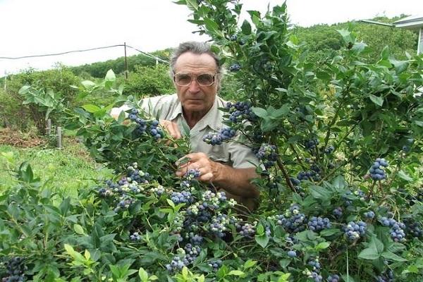 пенсионер на даче 