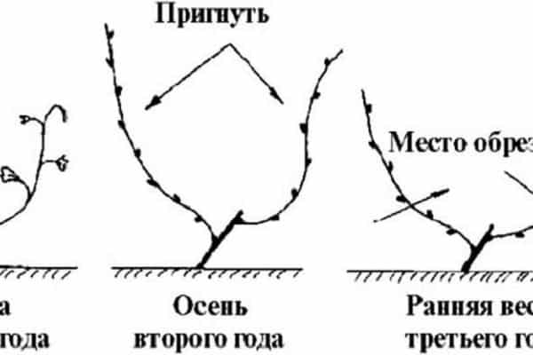 распространенные схемы