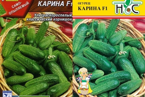 огурец карина